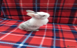 Netherland Dwarf rabbits for sale: Netherland dwarf rabbits for sale - Image 2
