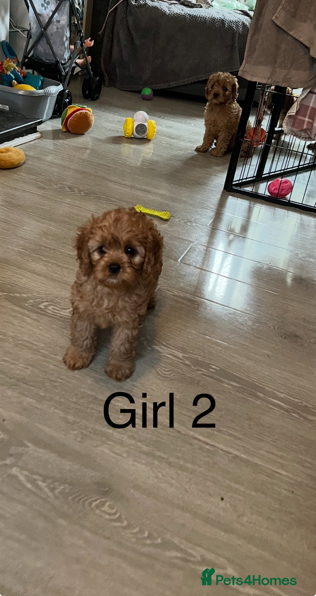 Cavapoo dogs for sale: Cavapoo pups ready to leave, forever homes only - Image 5