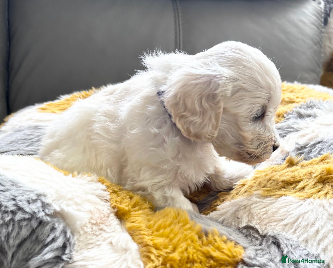 Maltipoo dogs for sale: Beautiful Maltipoo boys and girls pra clear in Newark - Image 7