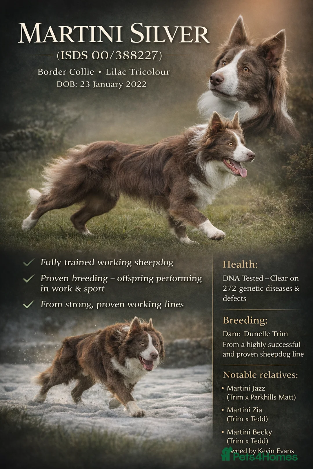 Border Collie dogs for sale: ELITE PRESTIGIOUS ISDS BORDER COLLIE PUPPIES - Advert 2