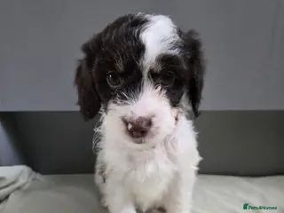 Cockapoo dogs Gorgeous Cockapoo litter - Advert 2