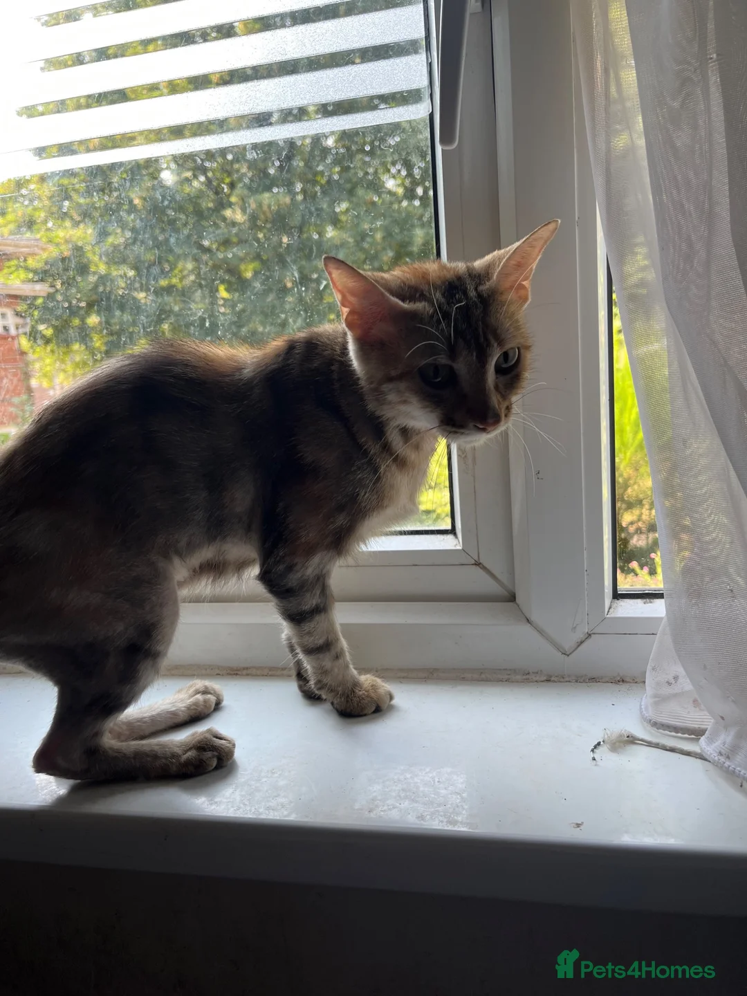 Mixed Breed cats for sale: Female cat  - Advert 1