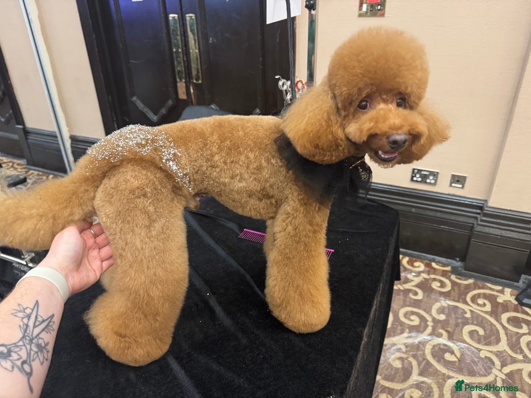 Toy Poodle dogs for stud: MULTI-AWARD WINNING SHOW DOG FOR STUD✨🐩 - Image 9