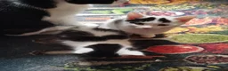 Mixed Breed cats for sale: Kittens in Bournemouth  in Bournemouth - Advert 9