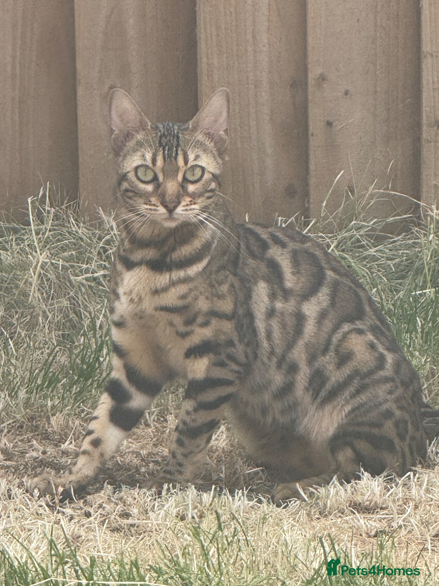 Bengal cats Young Bengal Queen ✨ - Advert 1