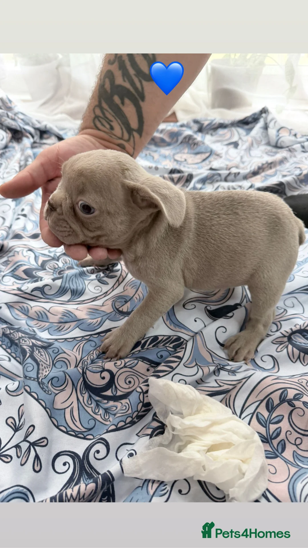 French Bulldog dogs for sale: FrenchBulldog Puppies Ready forTheirForeverHomes🐾 - Advert 22