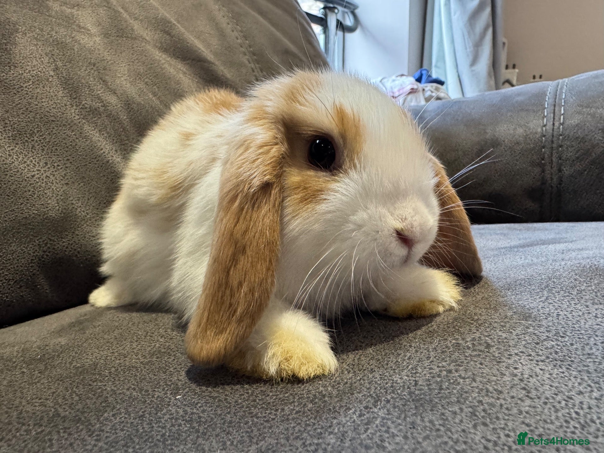 Mini Lop rabbits Pure Breed Mini Lop Babies  - Advert 1