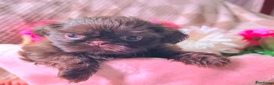 Shih Tzu 3