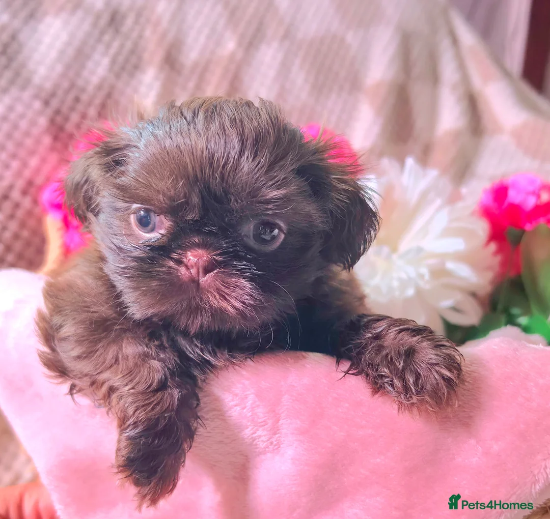 Shih Tzu dogs for sale: Stunning, chocolate KC reg tiny imperial shih tzu  - Advert 2