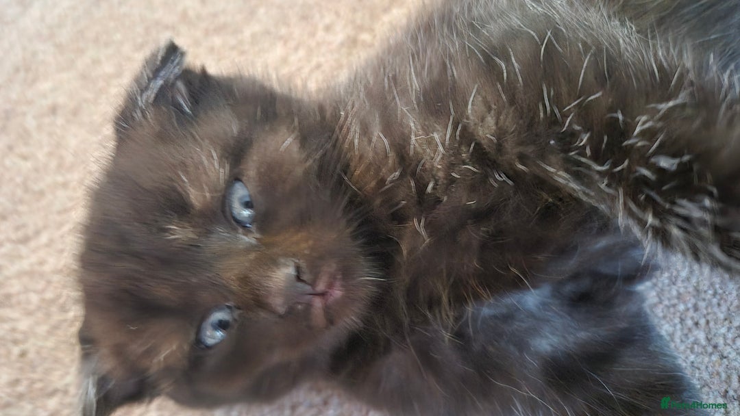 Scottish Fold cats for sale: RARE - Scottish Fold x Maine Coon Kittens!! - Image 13