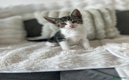 Bengal cats for sale: Beautiful READY NOW - Image 12