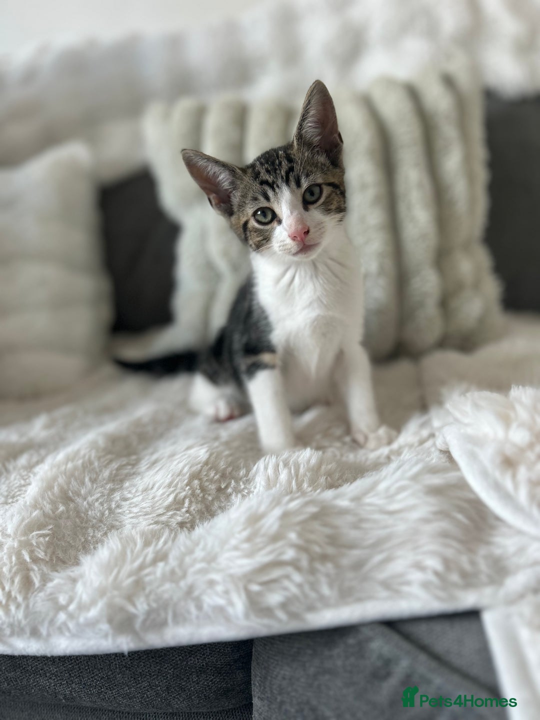 Bengal cats for sale: Beautiful READY NOW - Image 12