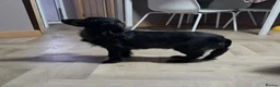 Cockapoo dogs for sale: Beautiful Cockapoo Puppies in West Bromwich - Advert 20