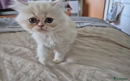 Persian cats for sale: Adorable Female Chinchilla Persian - ready now - Image 21