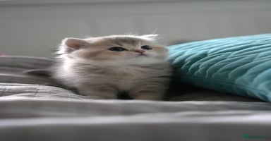 Scottish Fold cats Scottish fold - Advert 2