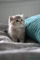 Scottish Fold cats Scottish fold - Advert 1