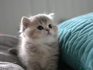 Scottish Fold cats Scottish fold - Advert 13