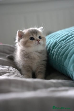 Scottish Fold cats Scottish fold - Advert 3