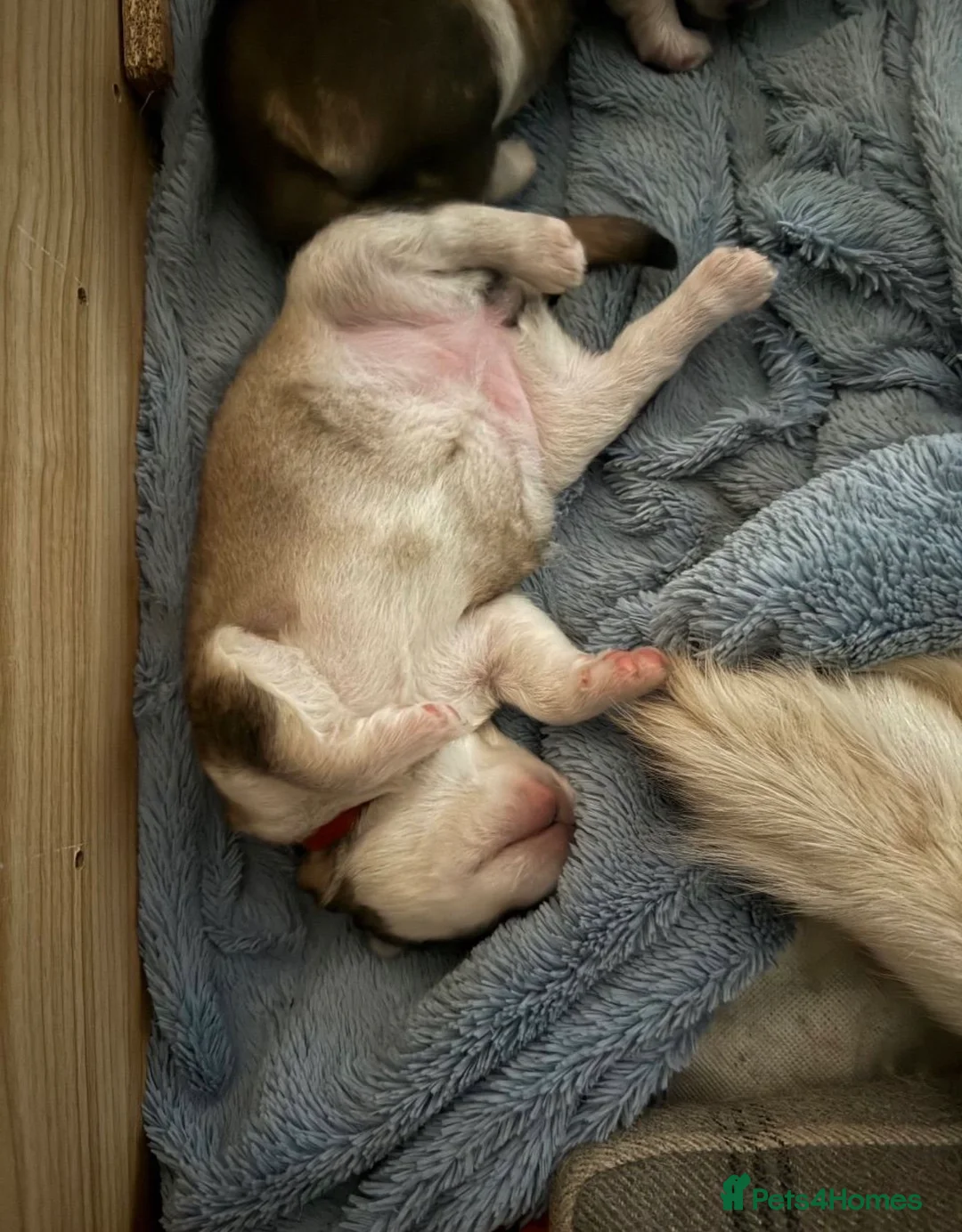 Alaskan Malamute dogs for sale: Alaskan malamute puppies  in Luton - Advert 3