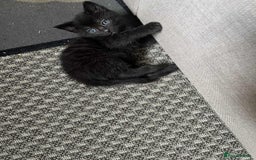 Turkish Angora cats for sale: 3 males 1 grey two black 1 tortie female - Image 3