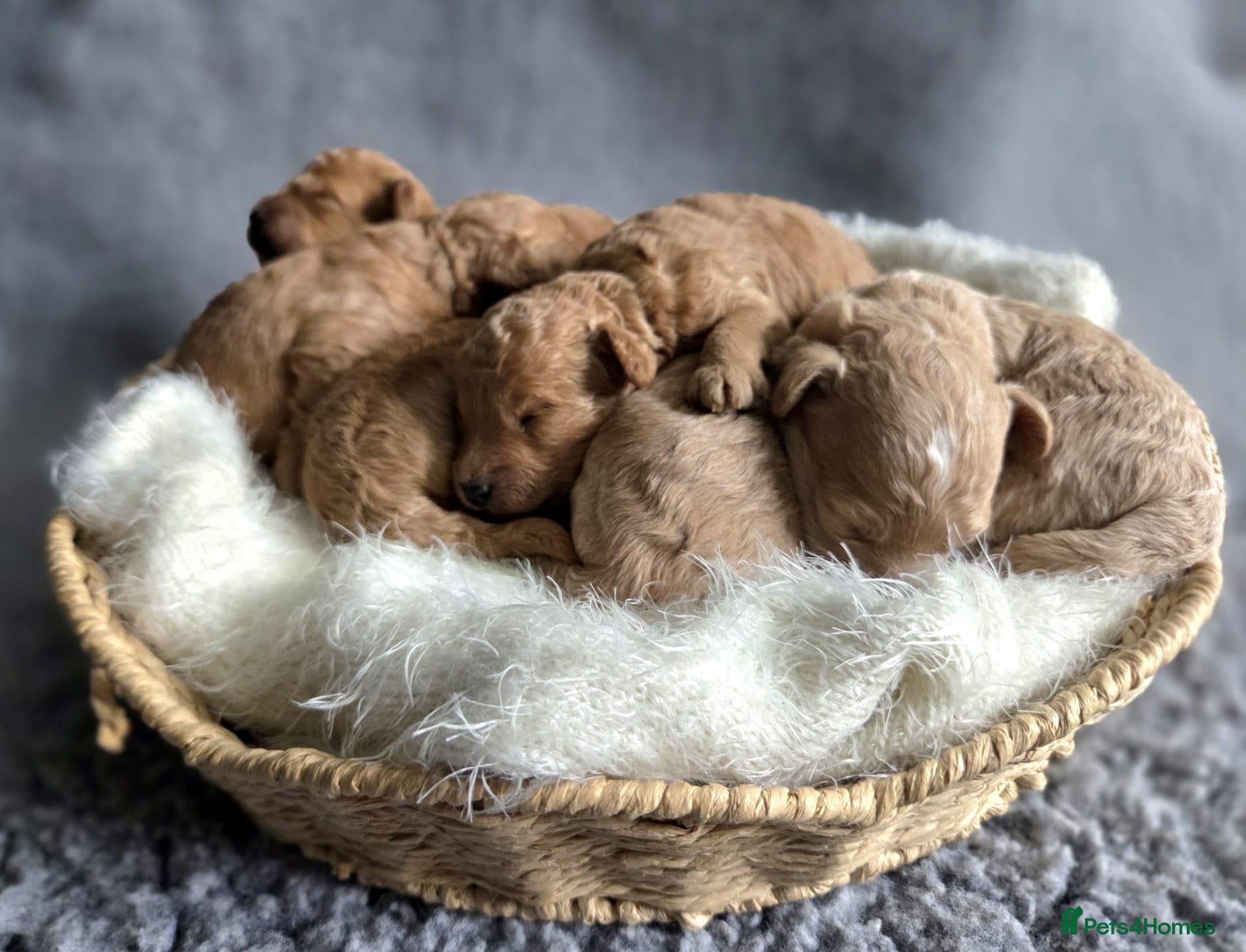 Miniature Poodle dogs Miniature Poodles RED DNA tested Manchester - Advert 5