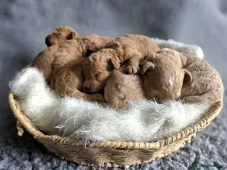 Miniature Poodle dogs Miniature Poodles RED DNA tested Manchester - Advert 5