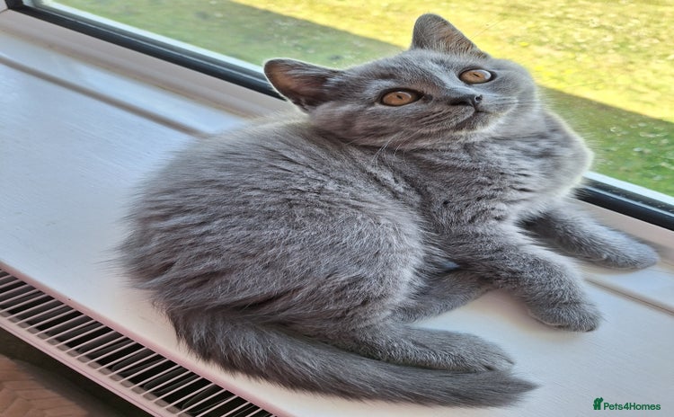 Scottish Fold cats - Advert 15