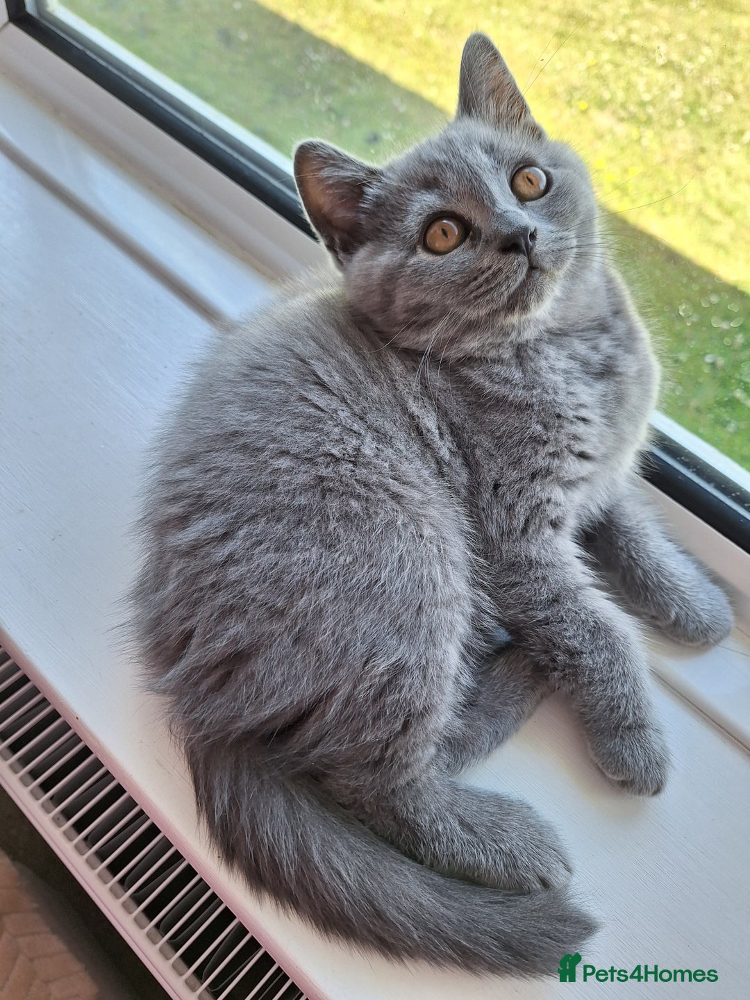 Scottish Fold cats for sale: Discount! Half price! Pure breed Scottish Fold  - Image 1