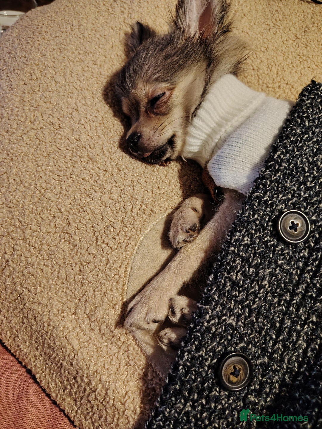 Pomchi dogs for sale: POMCHI - Advert 5