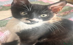 British Shorthair cats for sale: Adorable Male Black and White Kitten - Image 8