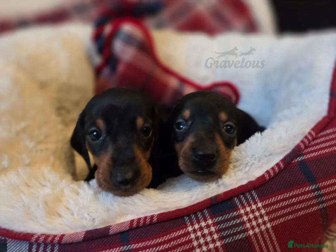 Dachshund dogs for sale: Standard Dachshund KC registered puppies - Advert 2