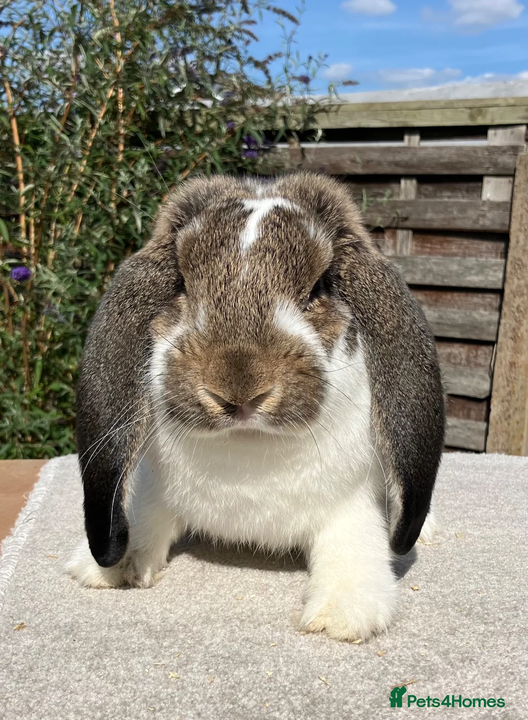 French Lop rabbits for sale: 2 x Agouti Butterfly French Lops - Advert 1