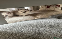 Ragdoll cats for sale: Stunning Bluepoint Ragdoll kittens!  - Image 28