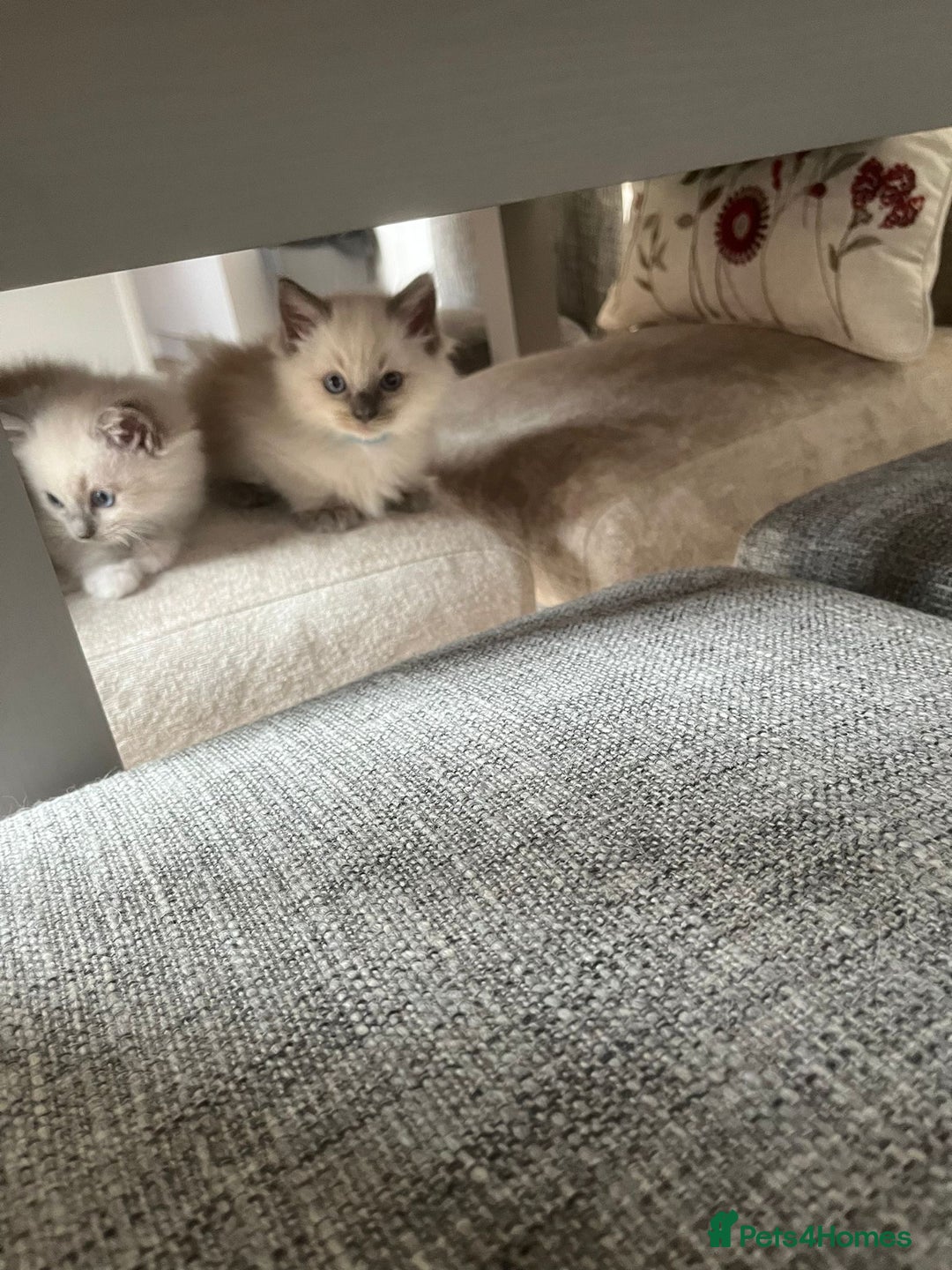 Ragdoll cats for sale: Stunning Bluepoint Ragdoll kittens!  - Image 28