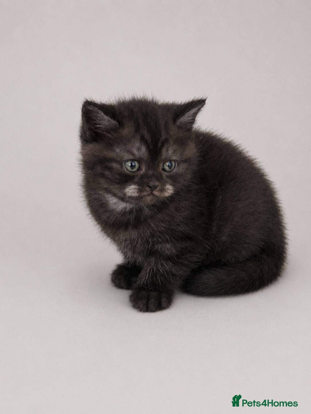 British Shorthair cats Black smoked tabby British Shorthair - Advert 6
