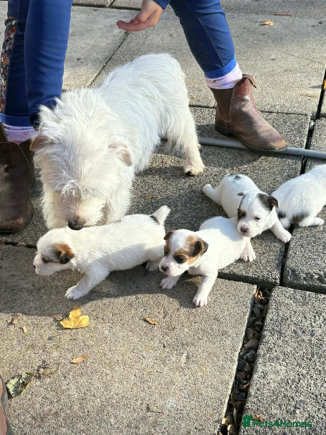 Mixed Breed dogs for sale: URGENT GIRL jack Russell puppy  - Advert 1