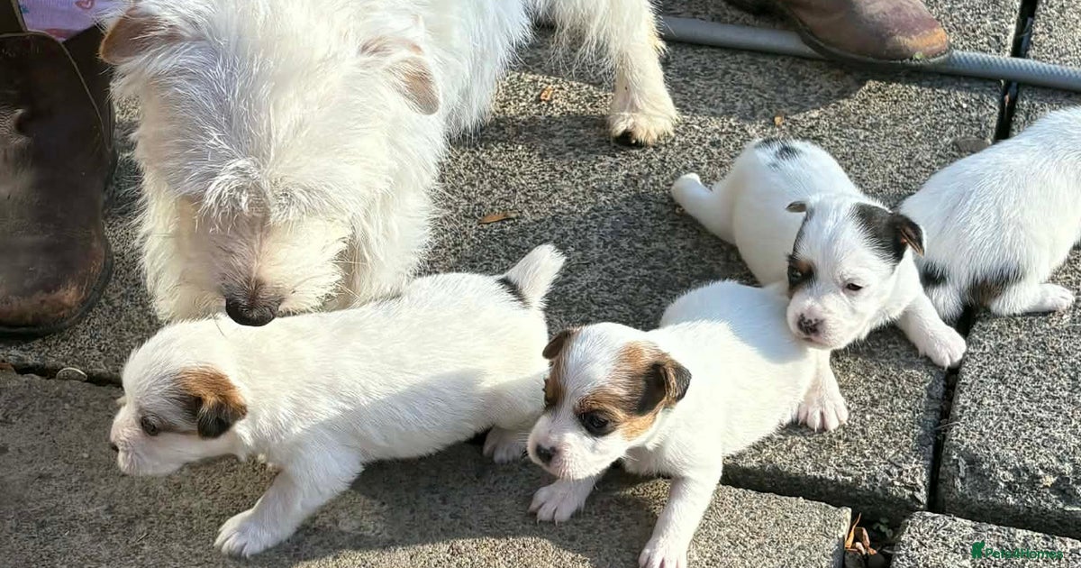 URGENT GIRL jack Russell cross puppy for sale in Grays | Pets4Homes