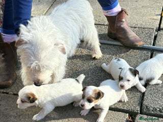Mixed Breed dogs URGENT GIRL jack Russell cross puppy - Advert 2