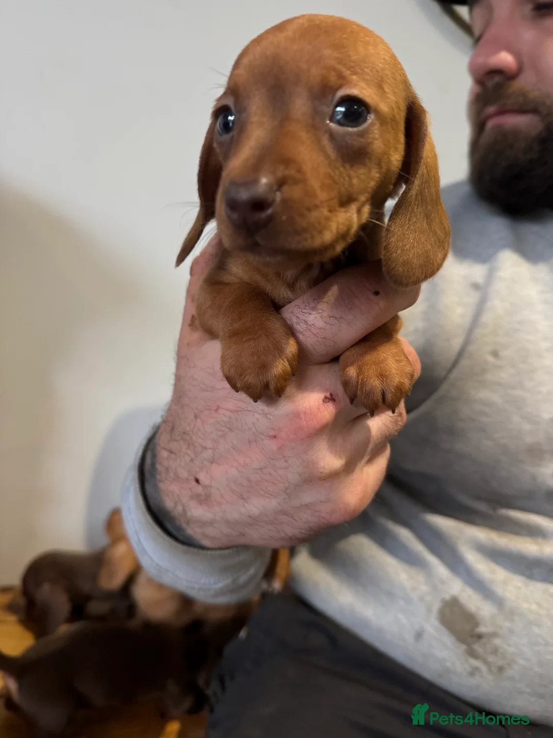 Miniature Dachshund dogs for sale: 4 gorgeous miniature dashaund puppies  - Advert 16