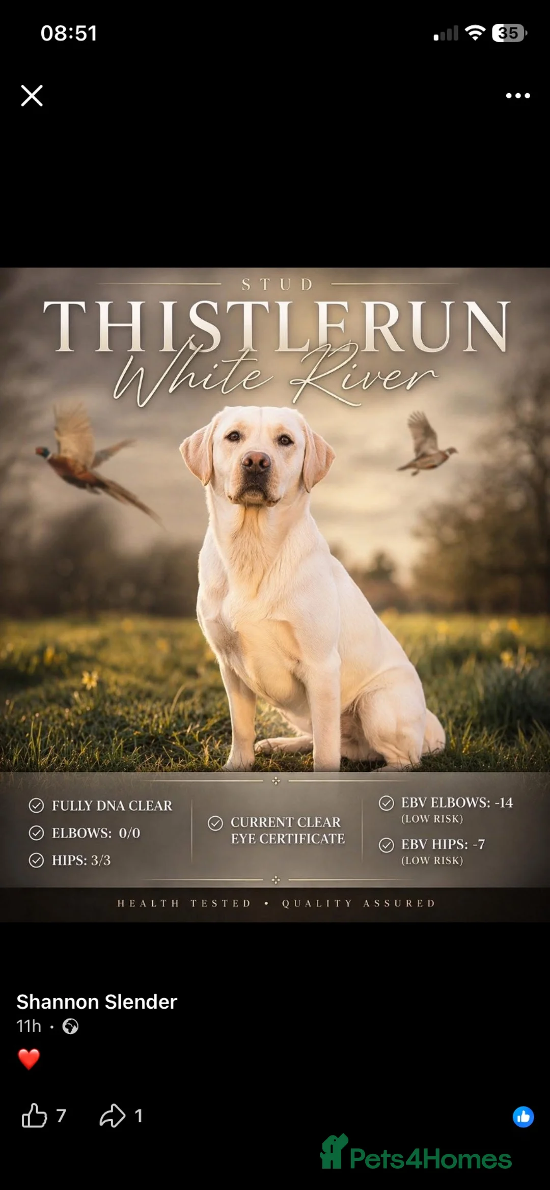 Labrador Retriever dogs for sale: KC Registered Yellow Labrador Puppies - Advert 10
