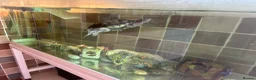 Turtle reptiles for sale: Mississippi map turtle   in Rushden - Advert 2