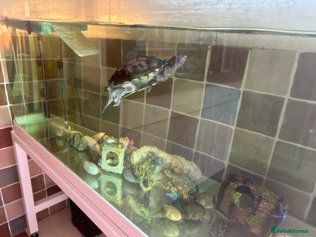 Turtle reptiles for sale: Mississippi map turtle   in Rushden - Advert 2