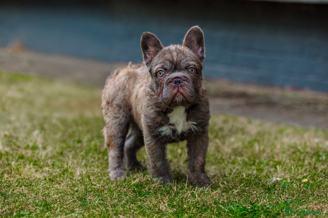 French Bulldog dogs for sale: 4 Female Frenchies  in London - Image 8
