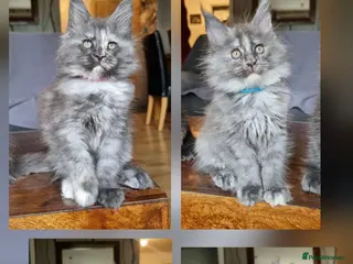 Maine Coon cats READY NOW XXL PEDIGREE TICA REGISTER KITTENS - Advert 1