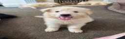 German Shepherd dogs for sale: Straight Back White German Shepherd Pups 🐶 🐕  - Advert 4