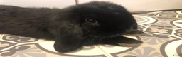 Netherland Dwarf rabbits for sale: Beautiful Netherland dwarf lop doe black  - Advert 3