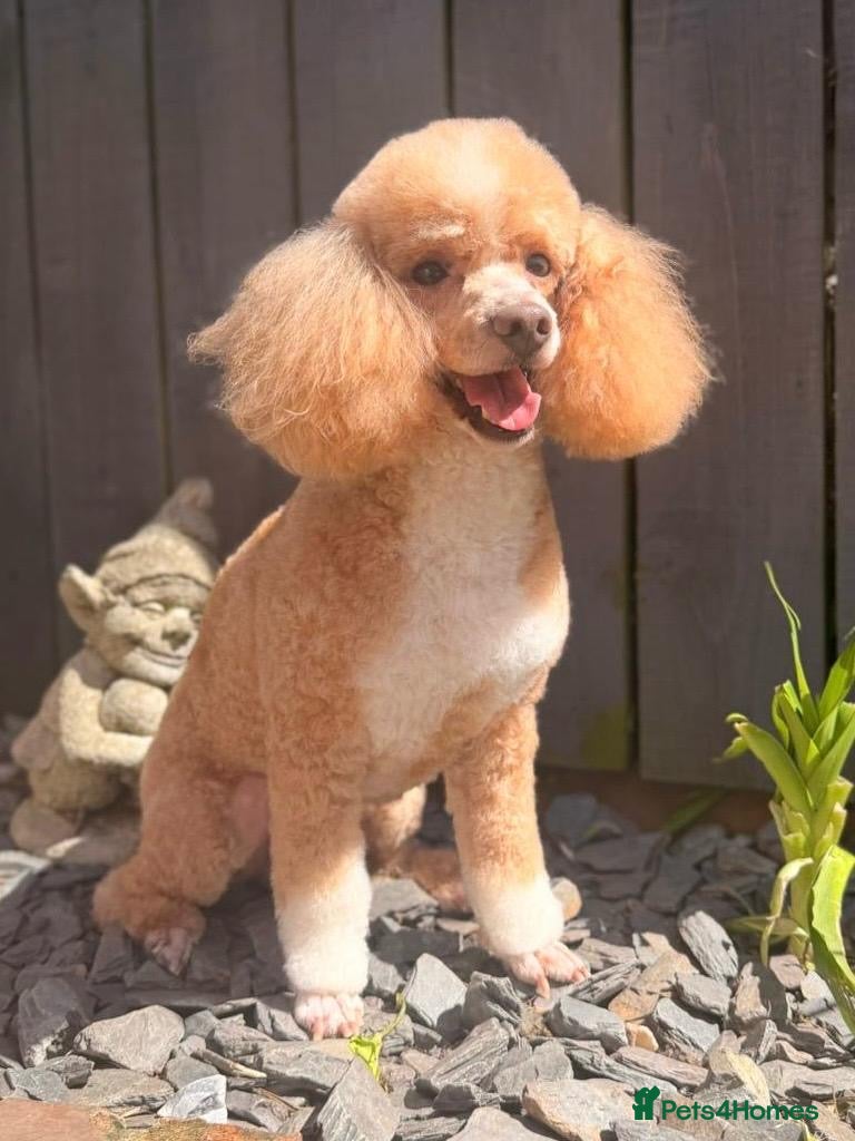 Toy Poodle dogs Jimmy tuxedo toy poodle  - Advert 21