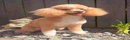 Toy Poodle dogs for stud: Jimmy tuxedo toy poodle  - Advert 1