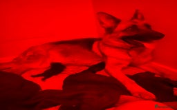 German Shepherd dogs for sale: 11 Cute German Shepherds!  - Image 2