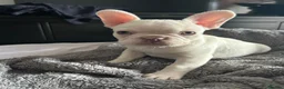 French Bulldog dogs for sale: Frenchie puppies available - Advert 11